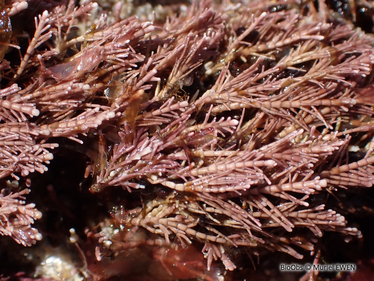 Coralline - Corallina officinalis - Muriel EWEN - BioObs