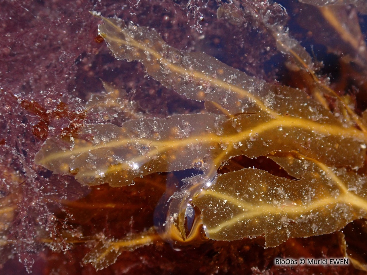 Fougère de mer - Dictyopteris polypodioides - Muriel EWEN - BioObs