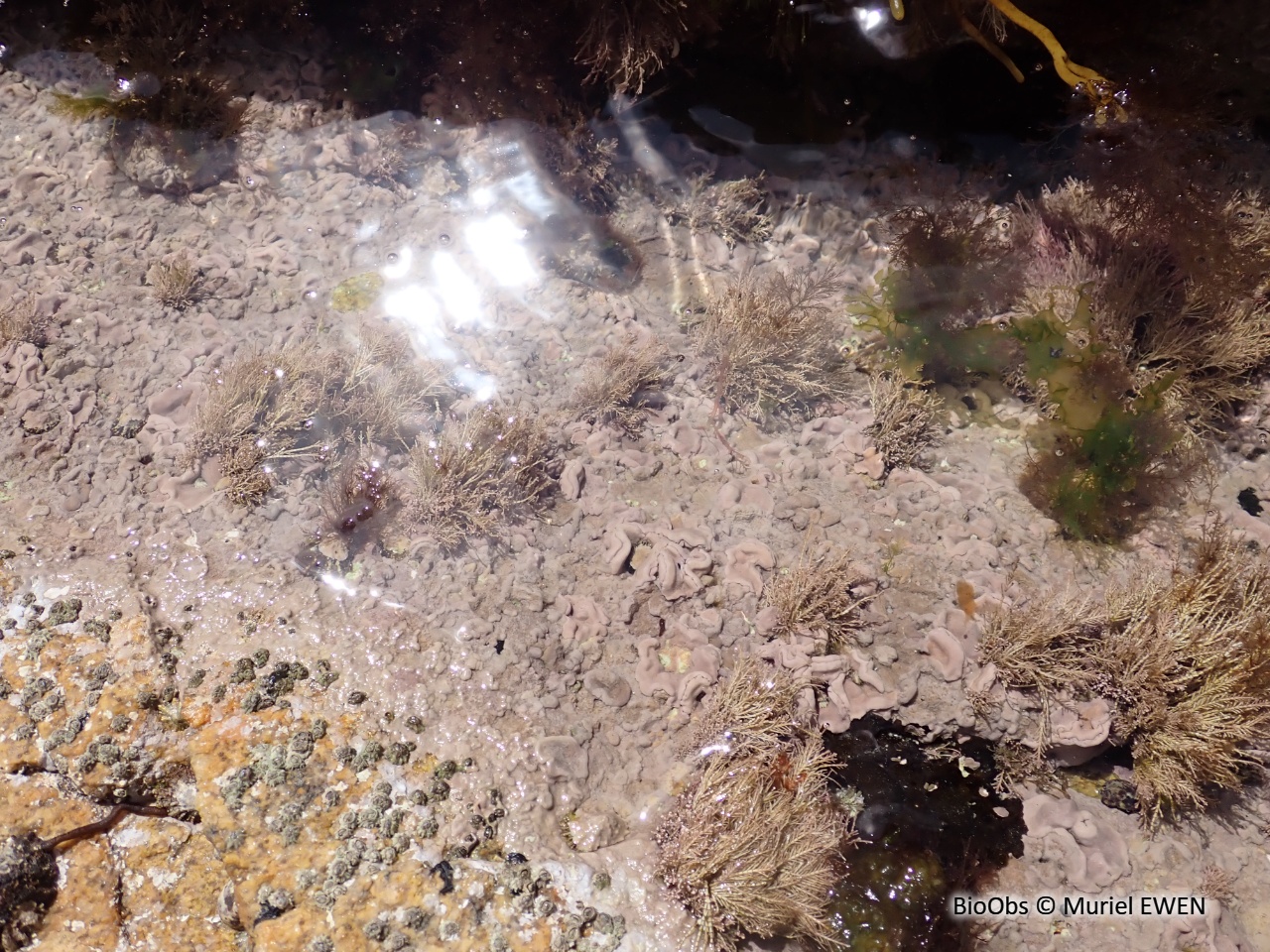 Algue encroûtante rouge de Lenormand - Phymatolithon lenormandii - Muriel EWEN - BioObs