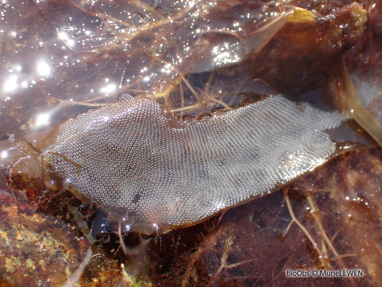 Membranipore - Membranipora membranacea - Muriel EWEN - BioObs