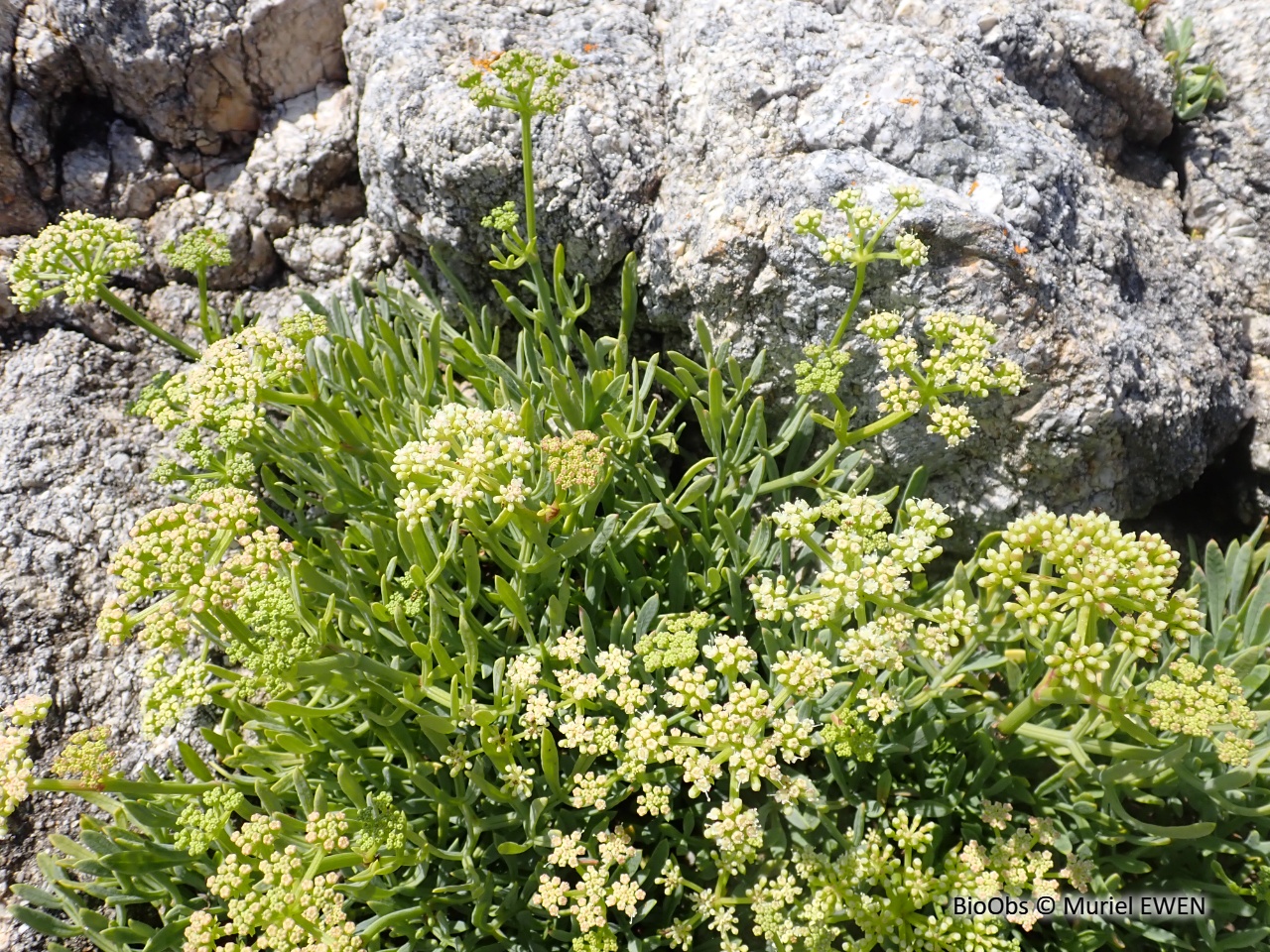 Criste marine - Crithmum maritimum - Muriel EWEN - BioObs
