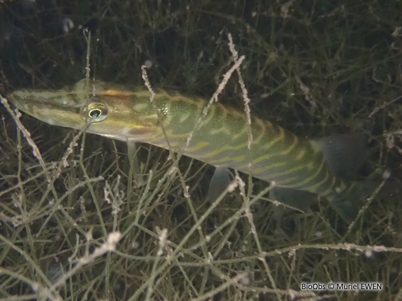 Brochet - Esox lucius - Muriel EWEN - BioObs