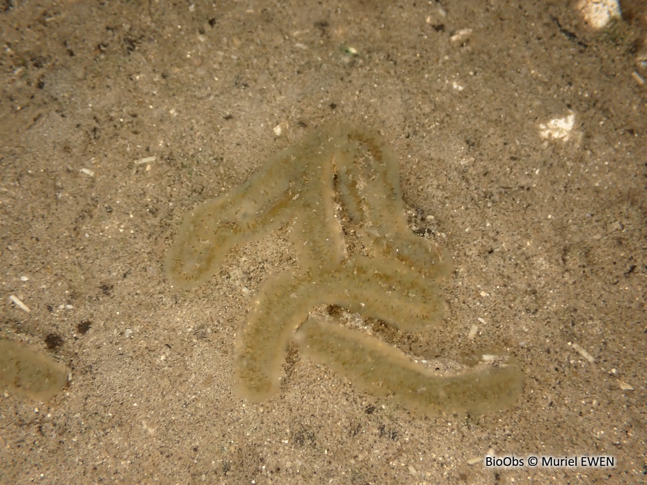 Cristatelle - Cristatella mucedo - Muriel EWEN - BioObs