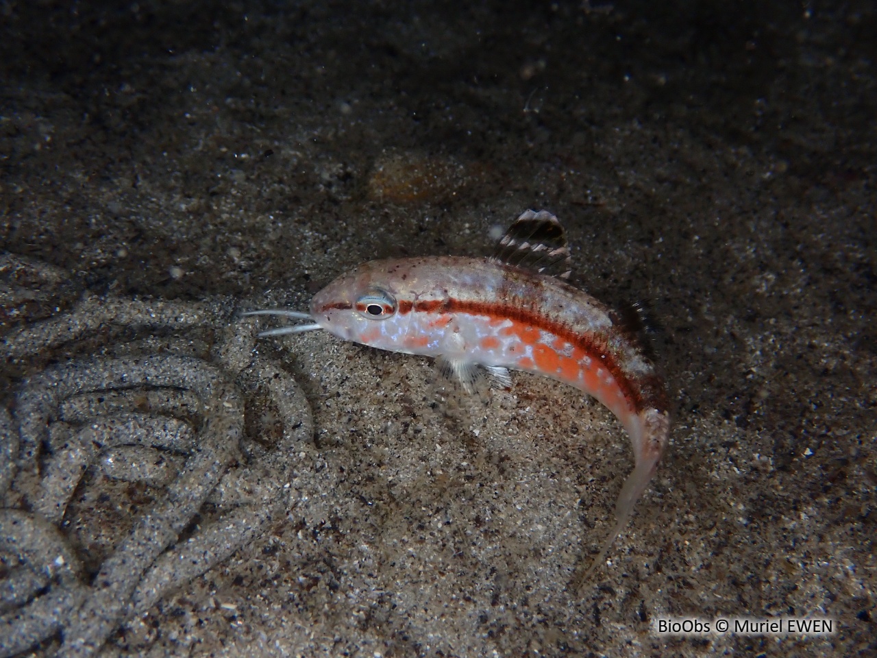 Rouget de roche - Mullus surmuletus - Muriel EWEN - BioObs