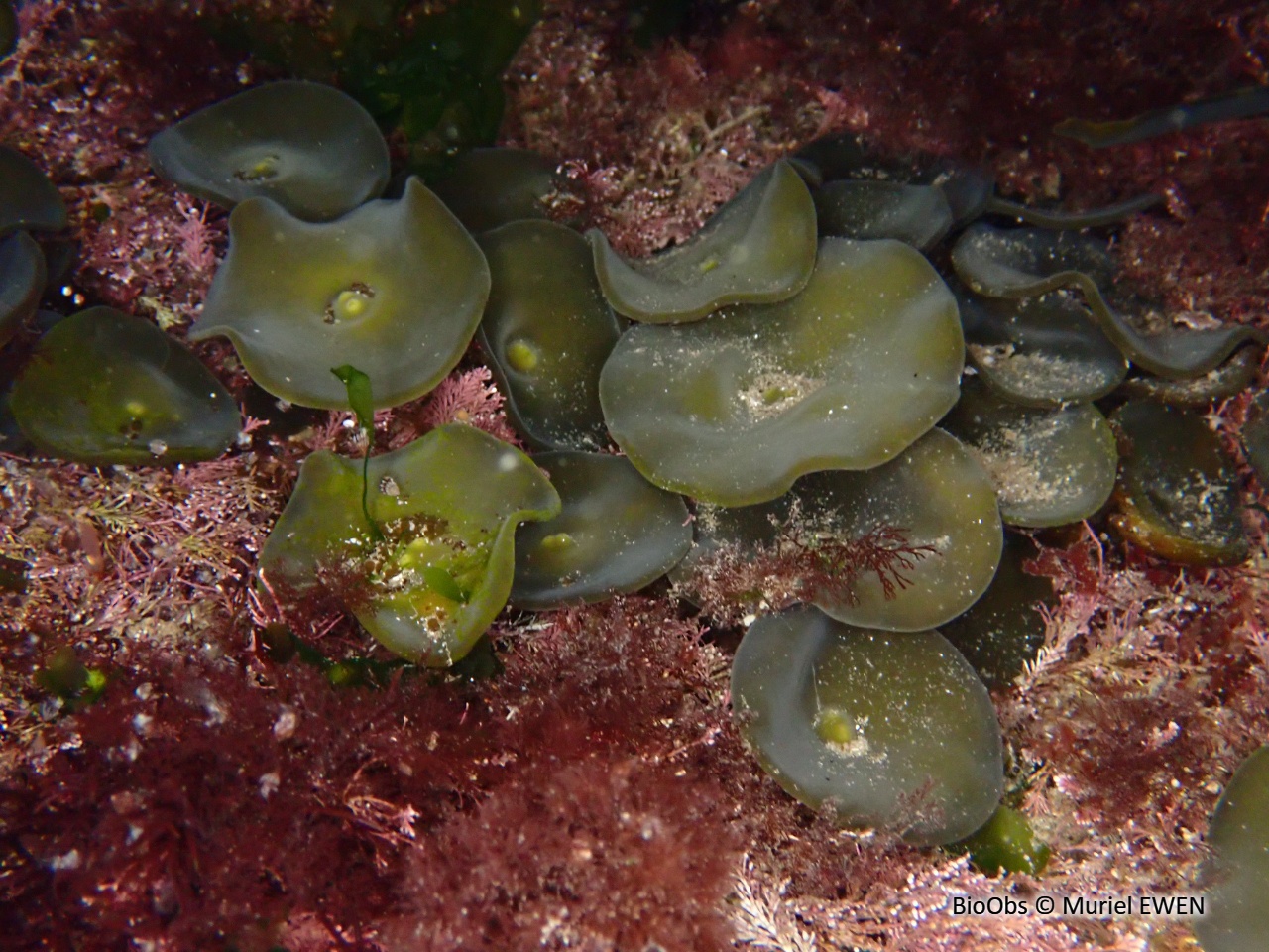 Himanthale - Himanthalia elongata - Muriel EWEN - BioObs