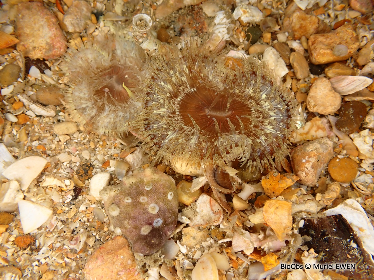 Anémone solaire - Cereus pedunculatus - Muriel EWEN - BioObs