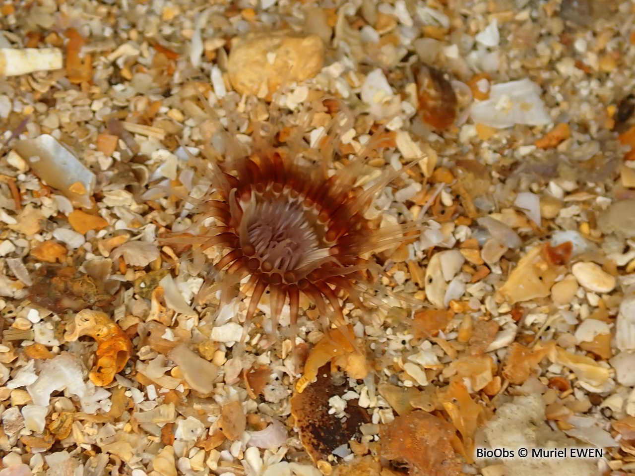 Petit cérianthe - Cerianthus lloydii - Muriel EWEN - BioObs