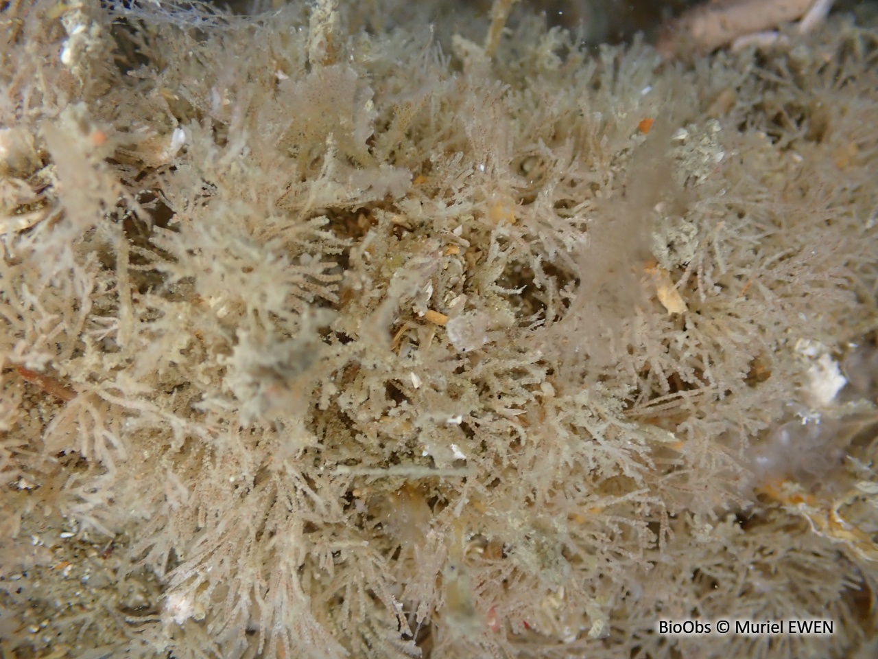 Bryozoaire inopiné - Tricellaria inopinata - Muriel EWEN - BioObs