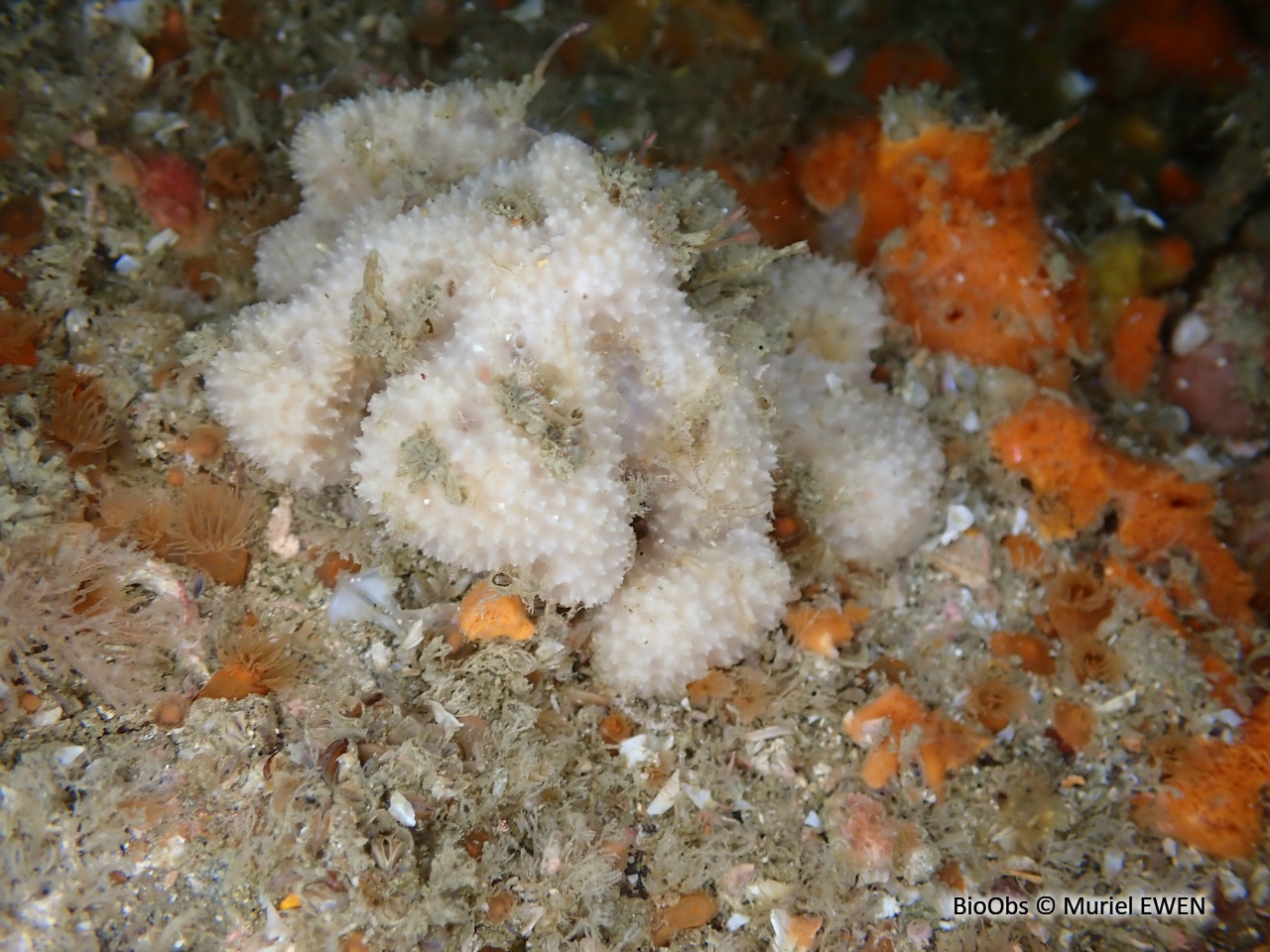 Eponge mie de pain mouillée - Dysidea fragilis - Muriel EWEN - BioObs