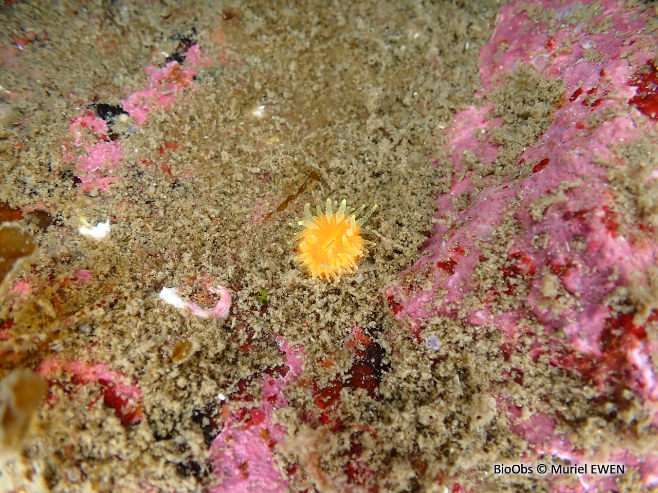 Madrépore bouton d'or - Balanophyllia (Balanophyllia) regia - Muriel EWEN - BioObs