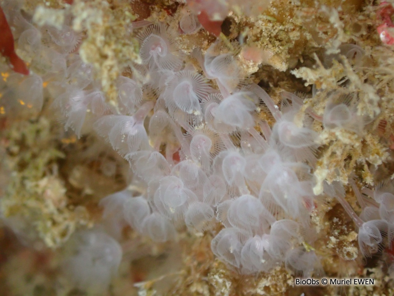Petit phoronidien - Phoronis hippocrepia - Muriel EWEN - BioObs