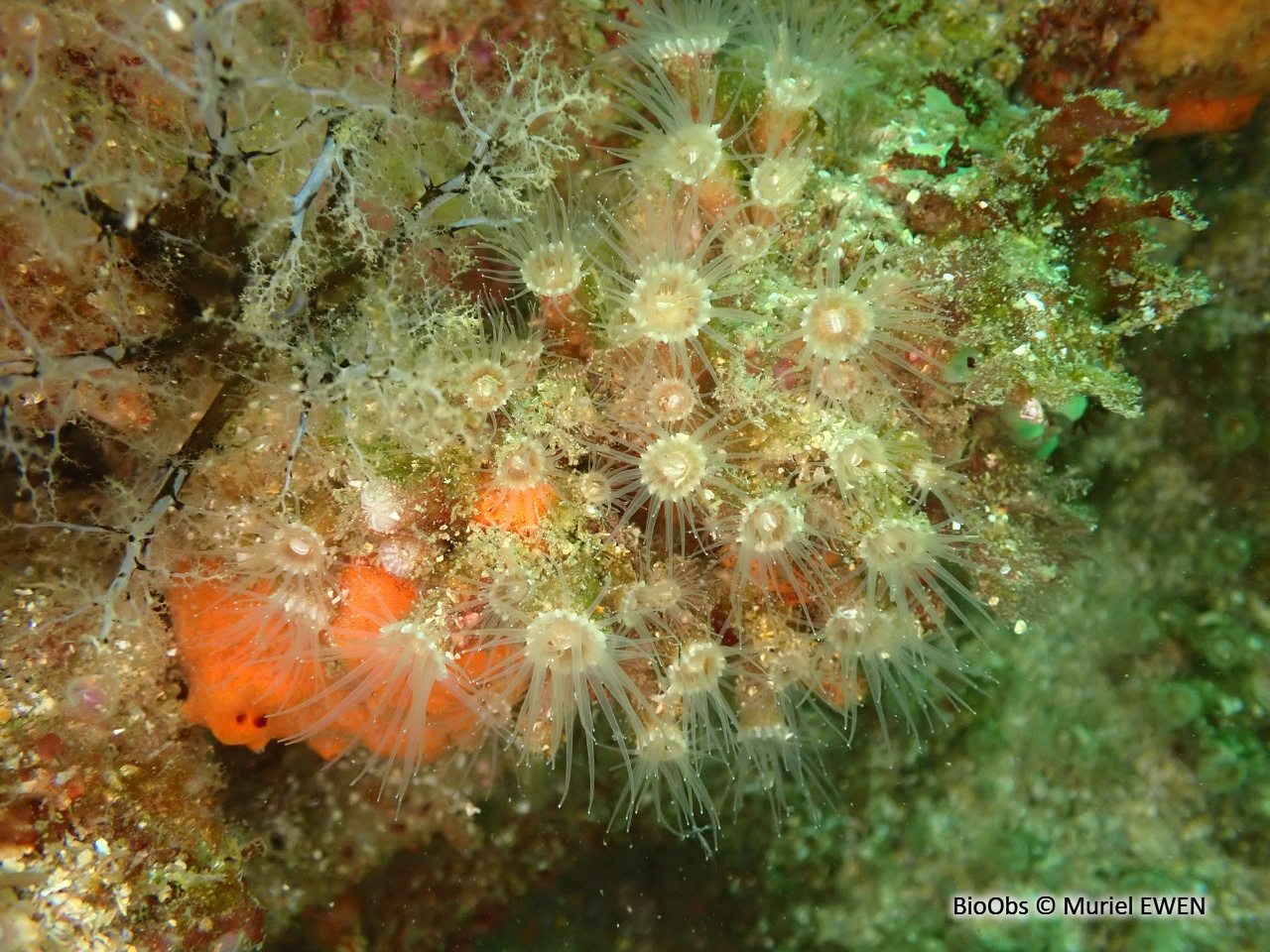 Anémone encroûtante beige - Epizoanthus arenaceus - Muriel EWEN - BioObs