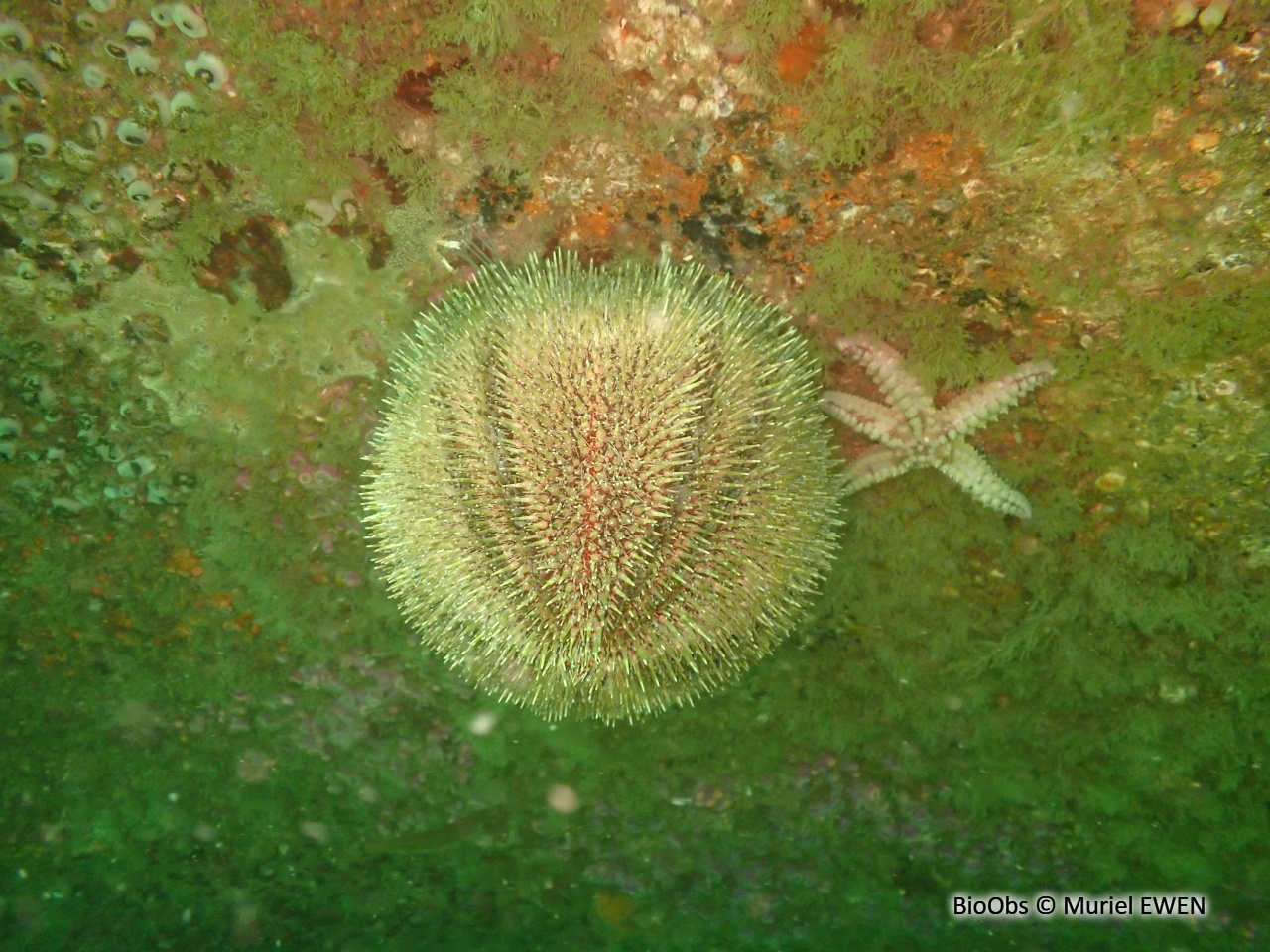 Oursin globuleux - Echinus esculentus - Muriel EWEN - BioObs