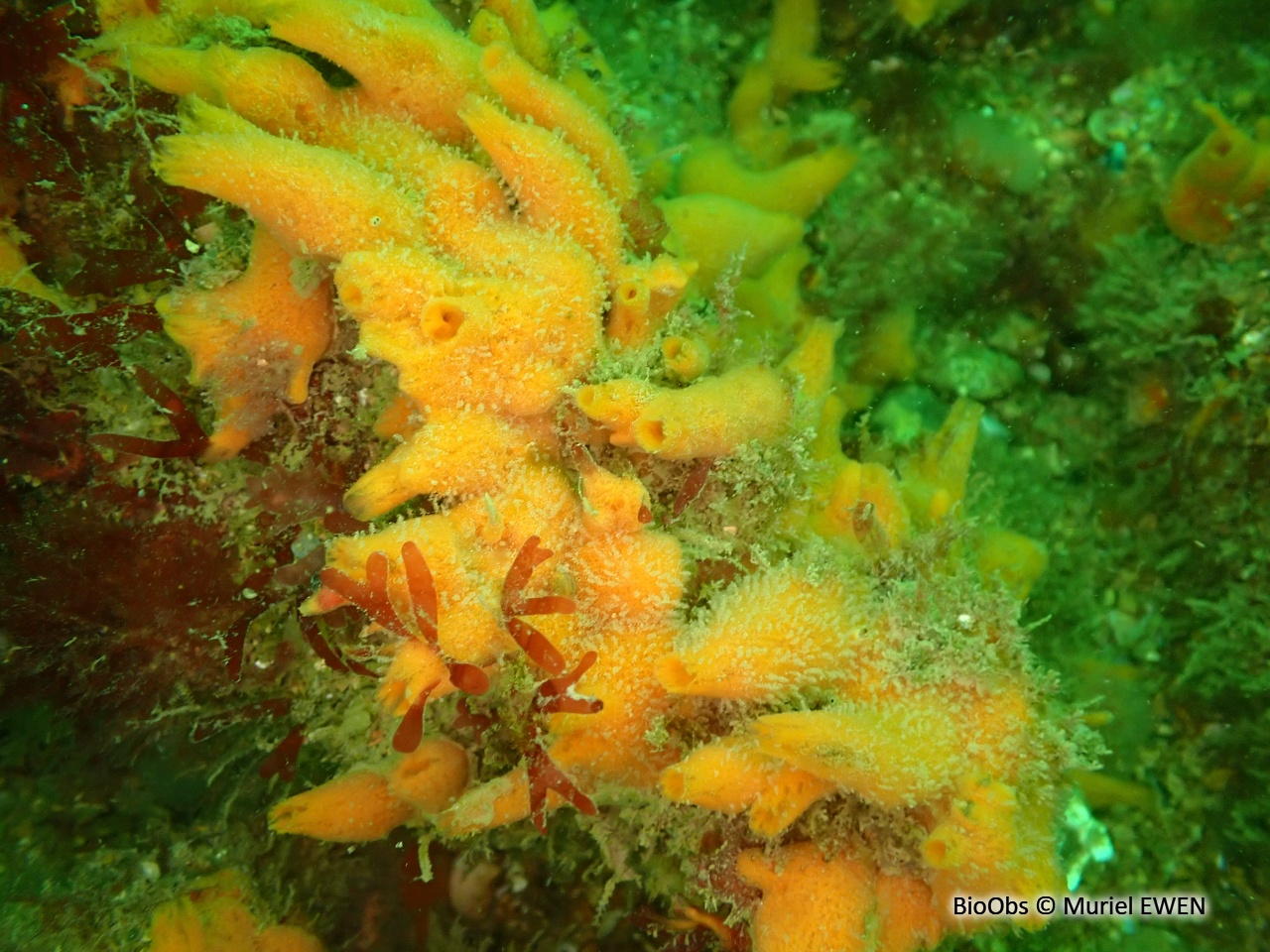 Eponge mousse de carotte - Amphilectus fucorum - Muriel EWEN - BioObs