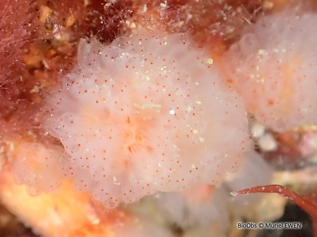 Flocon pédonculé rouge - Morchellium argus - Muriel EWEN - BioObs