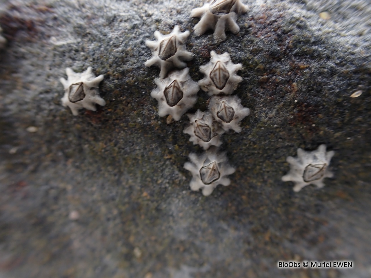 Balane croix de Malte - Austrominius modestus - Muriel EWEN - BioObs