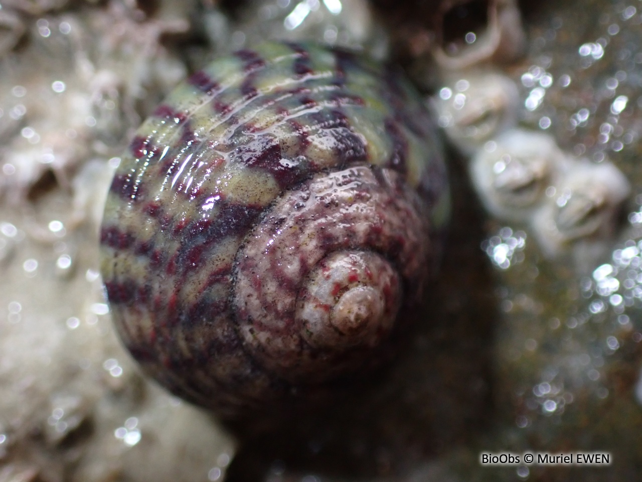 Gibbule ombiliquée - Steromphala umbilicalis - Muriel EWEN - BioObs