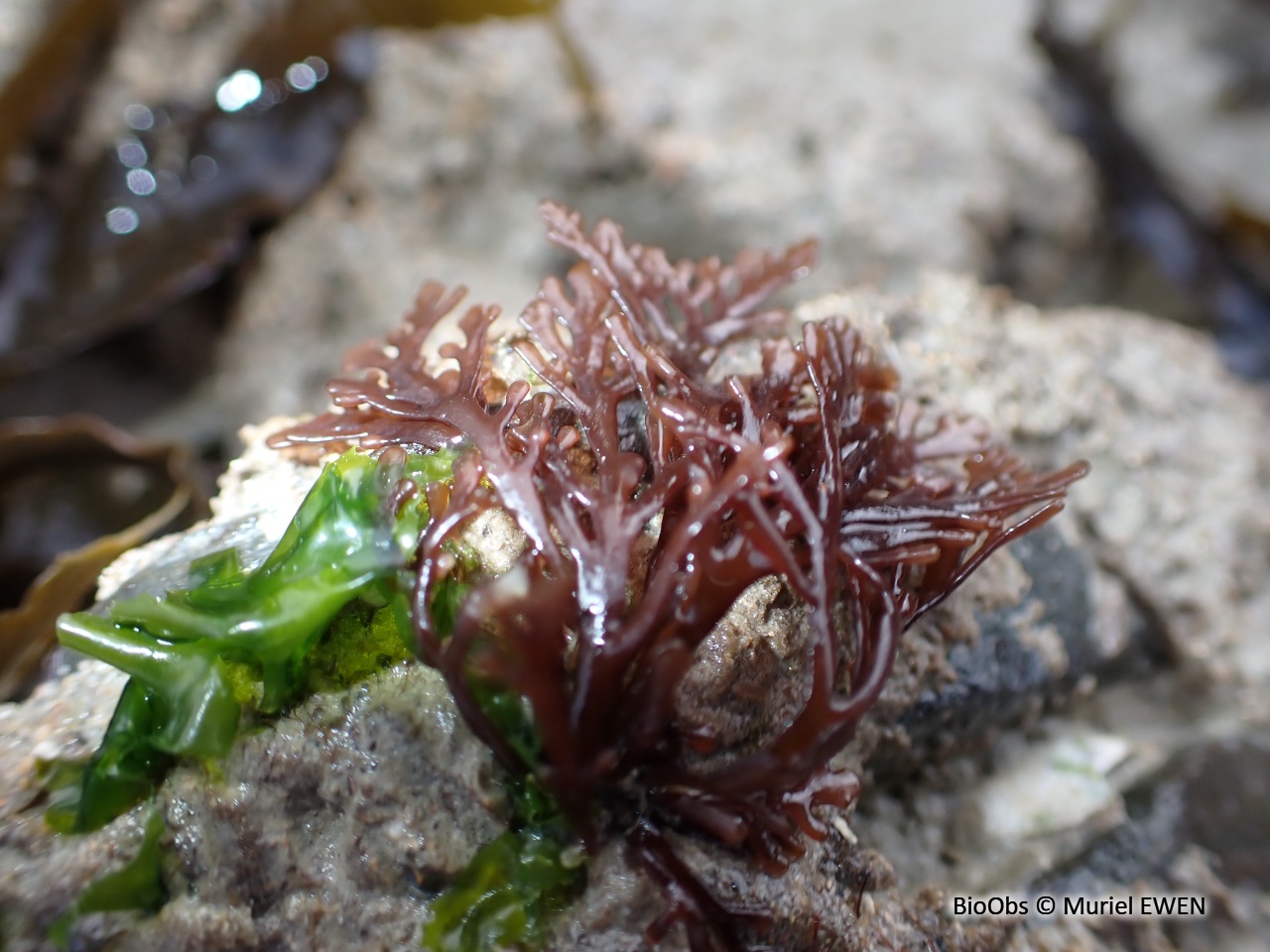 Dulse poivrée - Osmundea pinnatifida - Muriel EWEN - BioObs