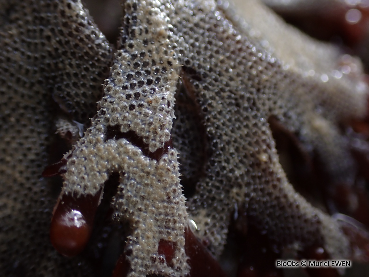 Ecorce pileuse - Electra pilosa - Muriel EWEN - BioObs