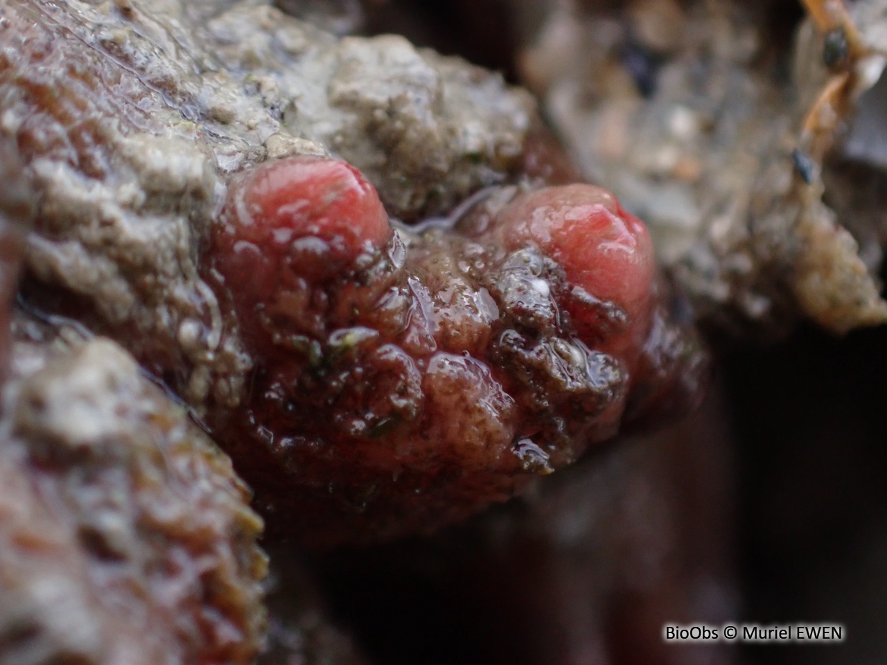 Ascidie groseille - Dendrodoa grossularia - Muriel EWEN - BioObs