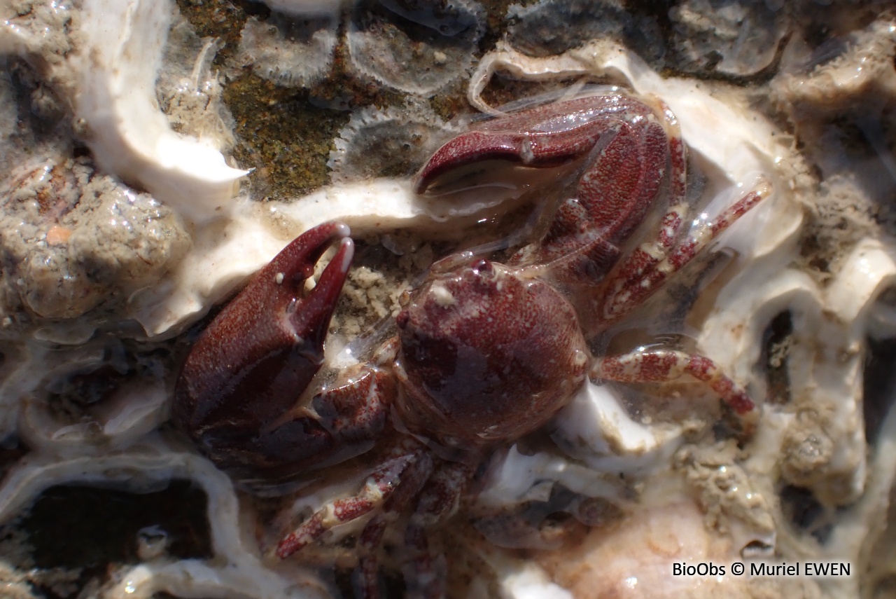 Crabe porcelaine à longues pinces - Pisidia longicornis - Muriel EWEN - BioObs