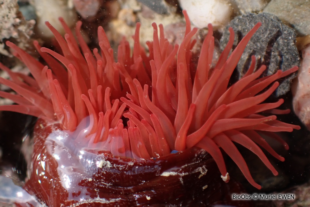 Tomate de mer de l'Atlantique - Actinia equina - Muriel EWEN - BioObs