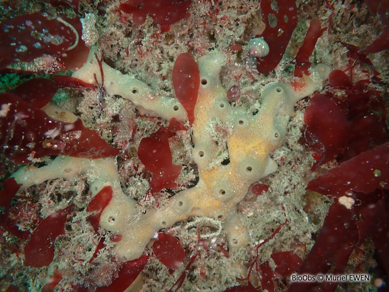 Eponge tubes de fer - Haliclona (Haliclona) simulans - Muriel EWEN - BioObs