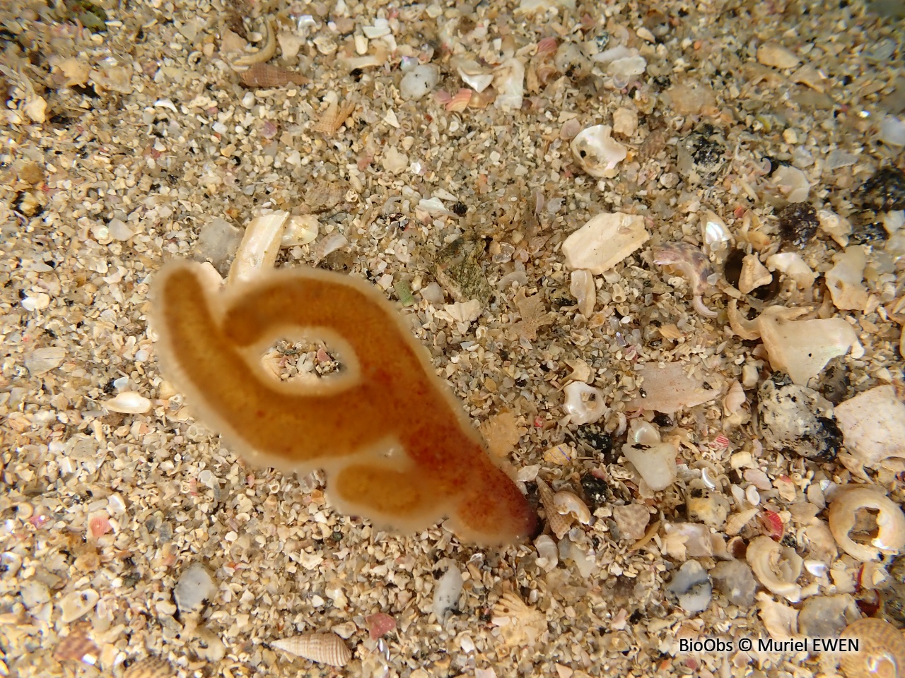 Doigts de feu - Alcyonidium sp. - Muriel EWEN - BioObs