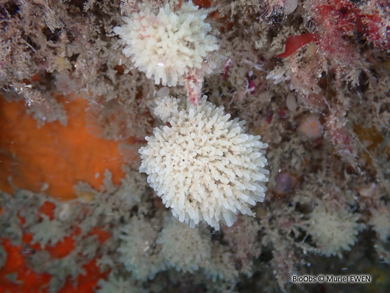 Eponge-houpette - Leucosolenia variabilis - Muriel EWEN - BioObs
