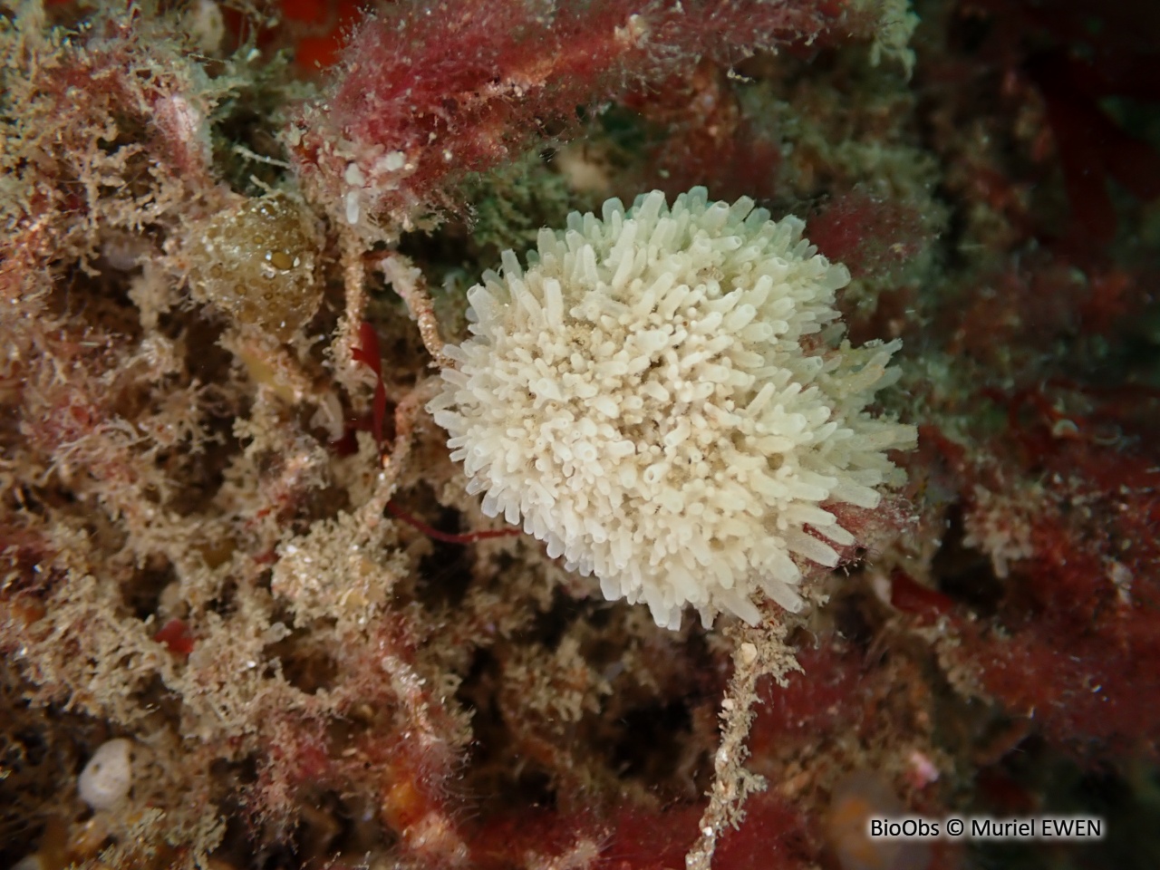 Eponge-houpette - Leucosolenia variabilis - Muriel EWEN - BioObs