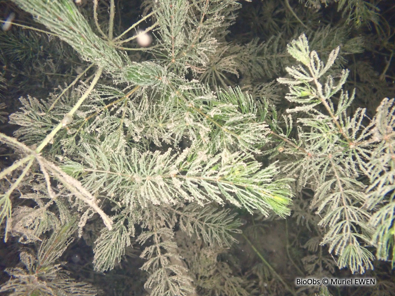 Cornifle - Ceratophyllum demersum - Muriel EWEN - BioObs