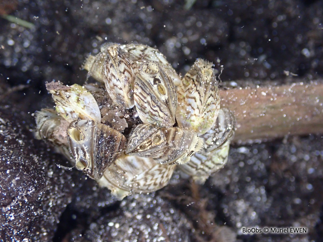 Moule zébrée - Dreissena polymorpha - Muriel EWEN - BioObs
