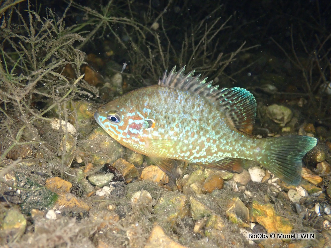 Perche-soleil - Lepomis gibbosus - Muriel EWEN - BioObs