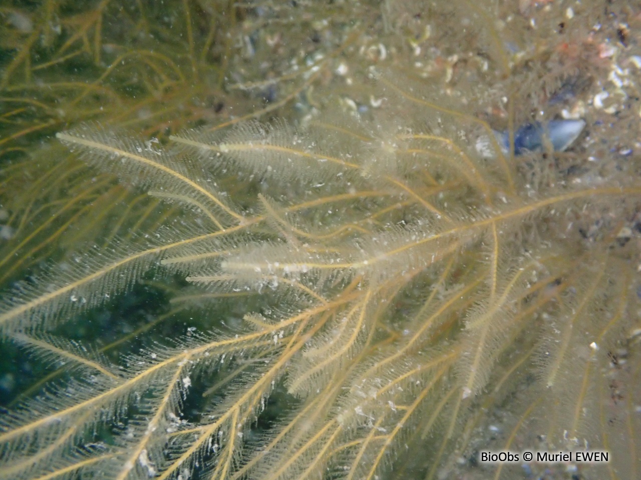 Némertésie ramifiée - Nemertesia ramosa - Muriel EWEN - BioObs