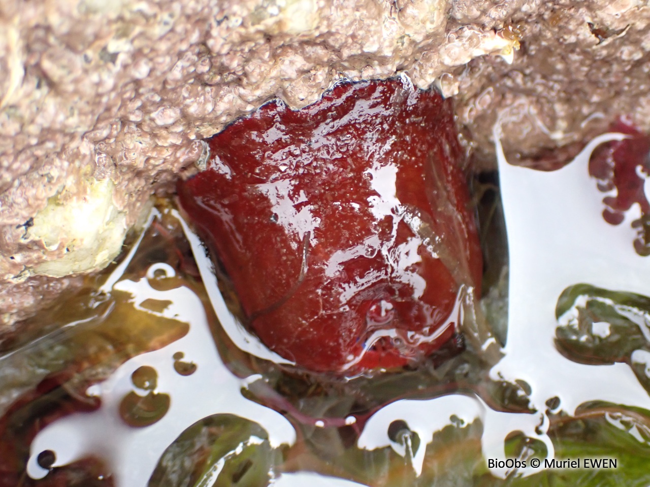 Tomate de mer de l'Atlantique - Actinia equina - Muriel EWEN - BioObs