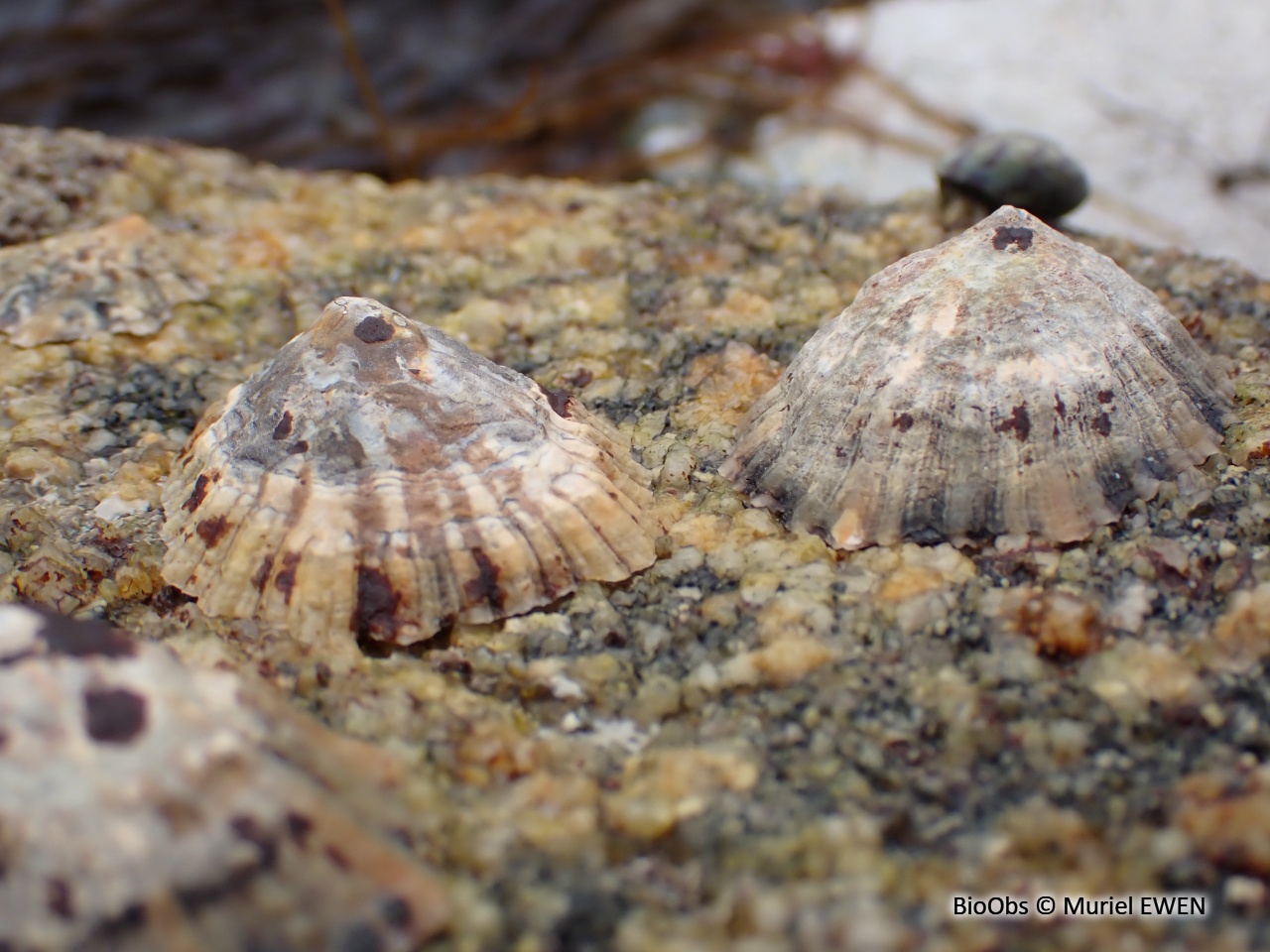 Patelle commune - Patella vulgata - Muriel EWEN - BioObs