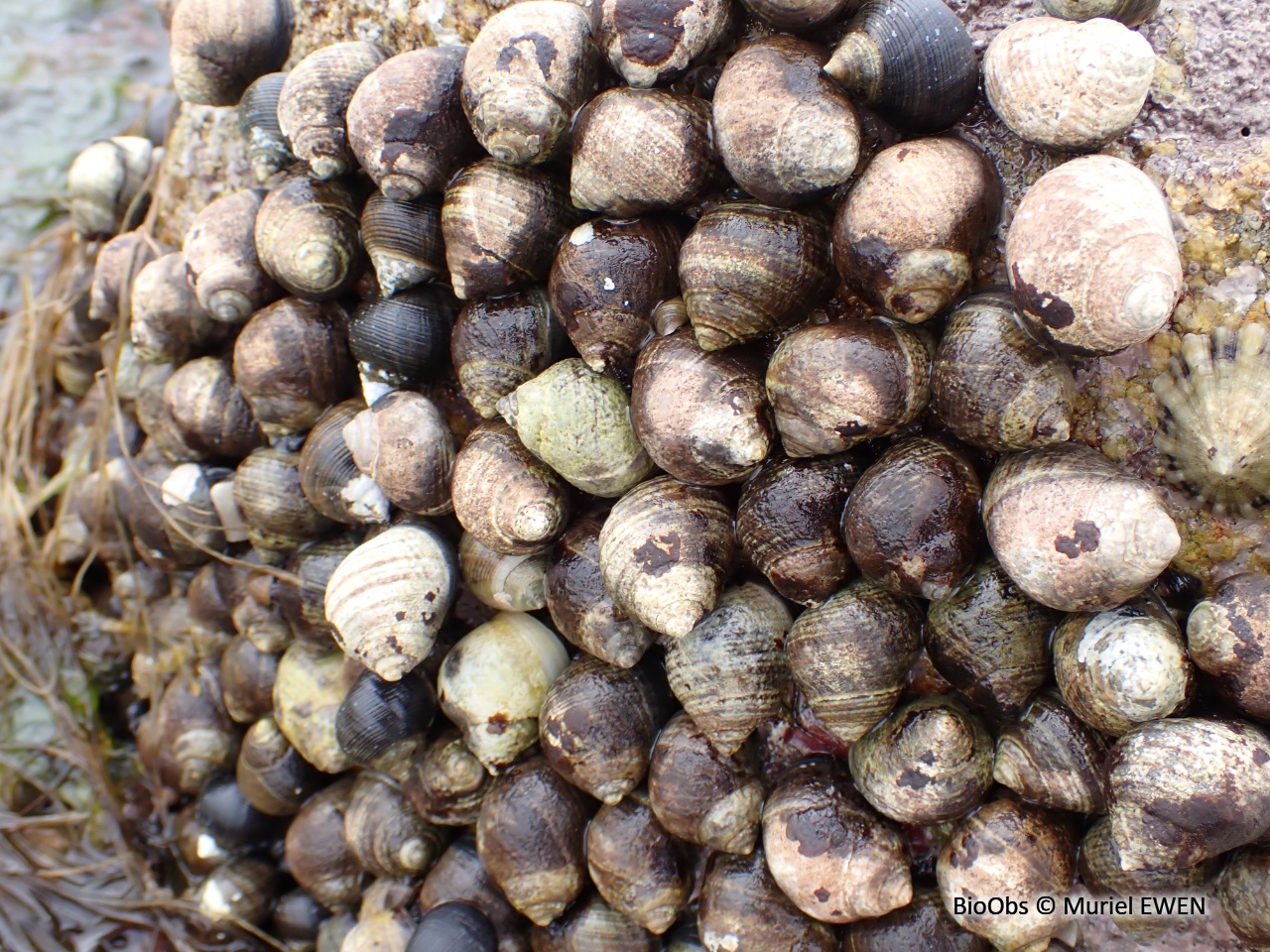 Bigorneau - Littorina littorea - Muriel EWEN - BioObs