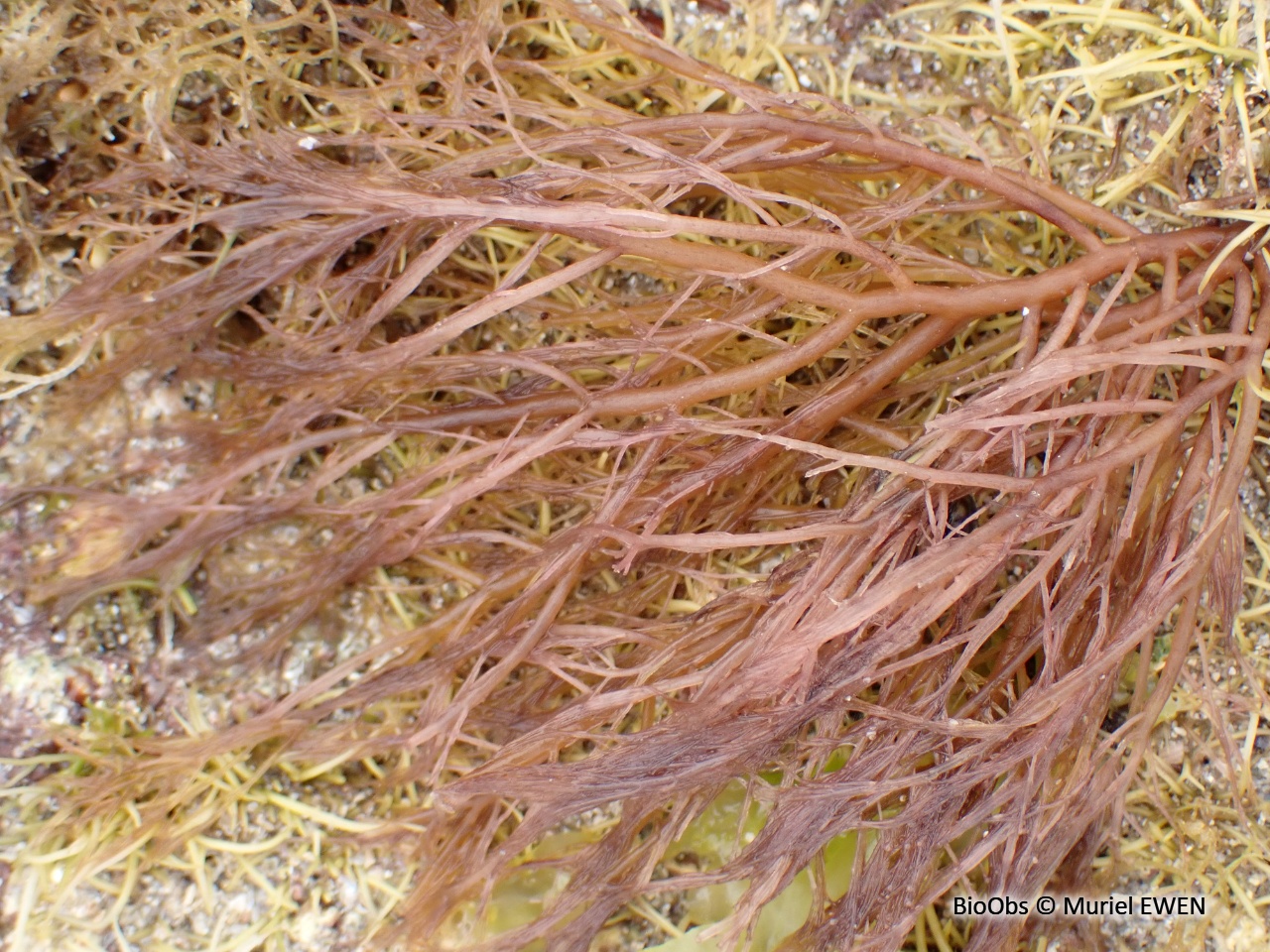 Cordes de Solier - Solieria chordalis - Muriel EWEN - BioObs