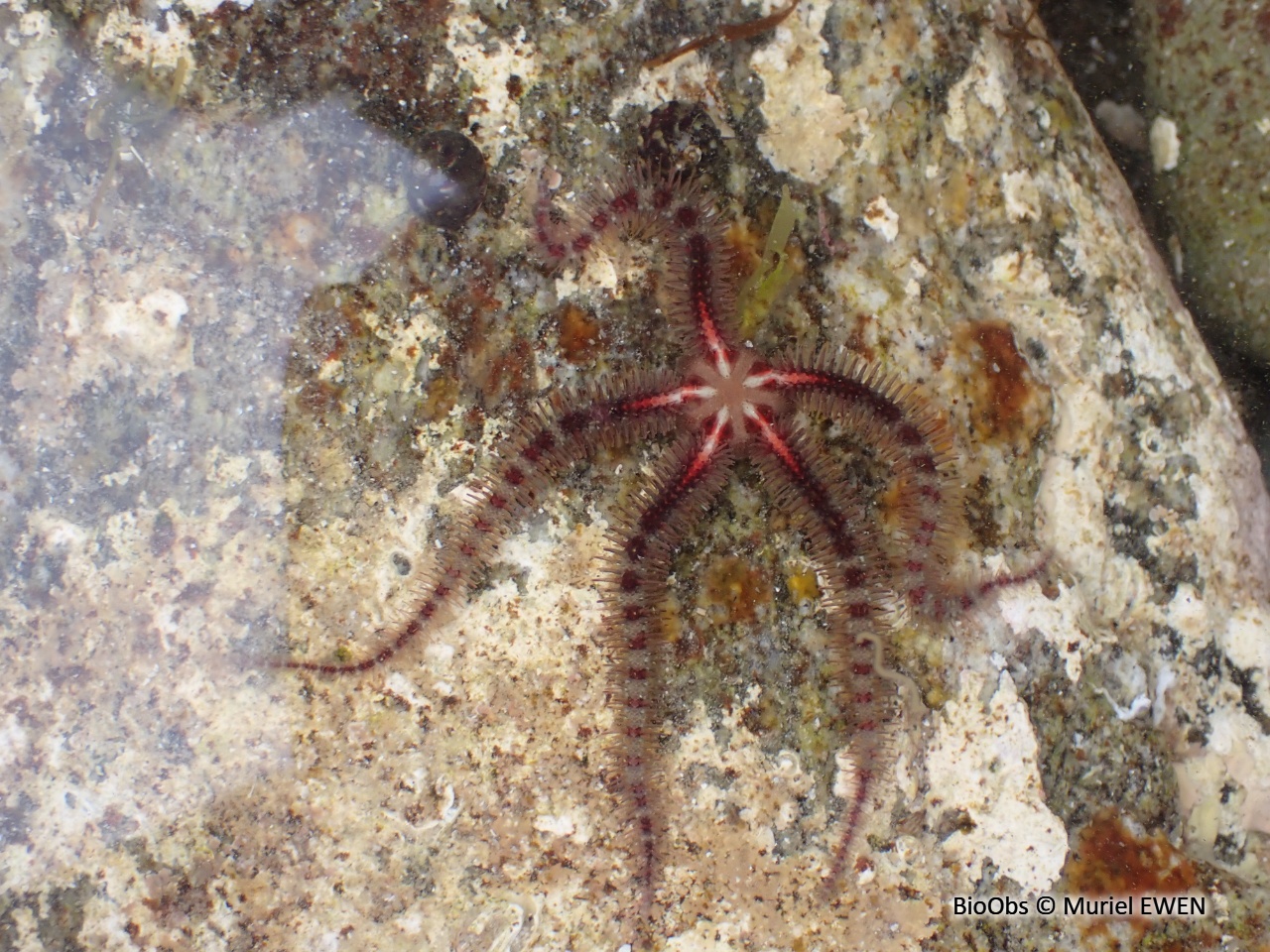 Ophiure fragile - Ophiothrix fragilis - Muriel EWEN - BioObs