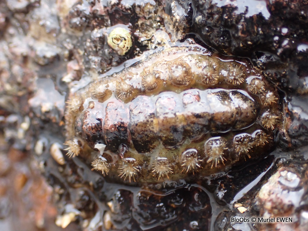 Grand chiton épineux - Acanthochitona fascicularis - Muriel EWEN - BioObs