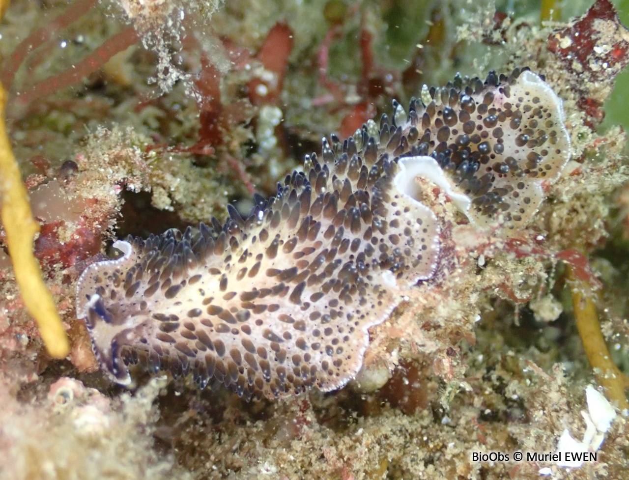 Ver plat à papilles - Thysanozoon brocchii - Muriel EWEN - BioObs