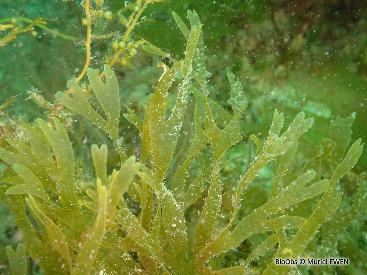 Dictyote - Dictyota dichotoma - Muriel EWEN - BioObs