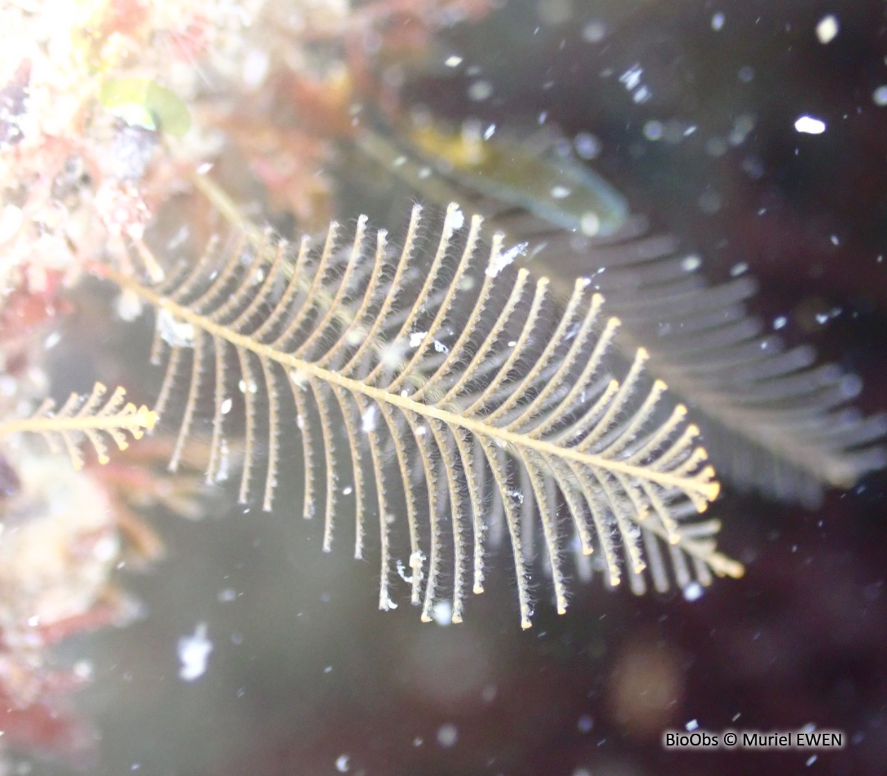 Plumulaire - Aglaophenia tubiformis - Muriel EWEN - BioObs