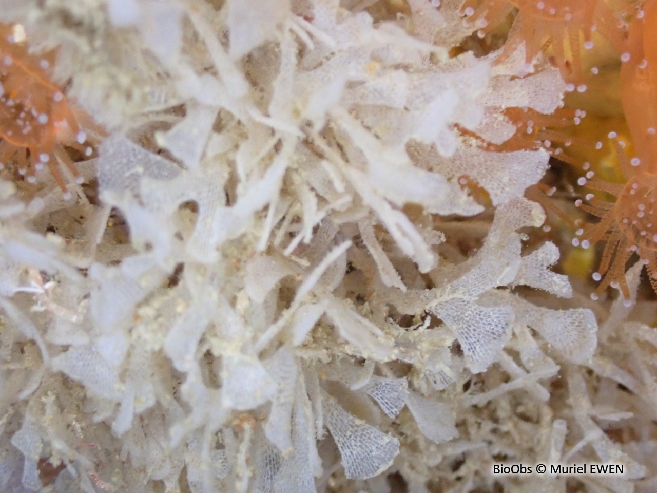 Chartelle, petite flustre - Chartella papyracea - Muriel EWEN - BioObs