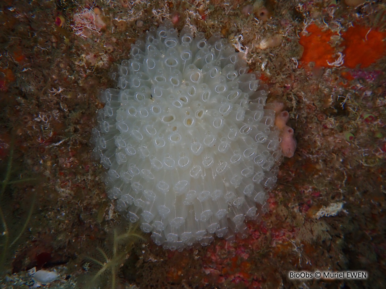 Diazone - Diazona violacea - Muriel EWEN - BioObs