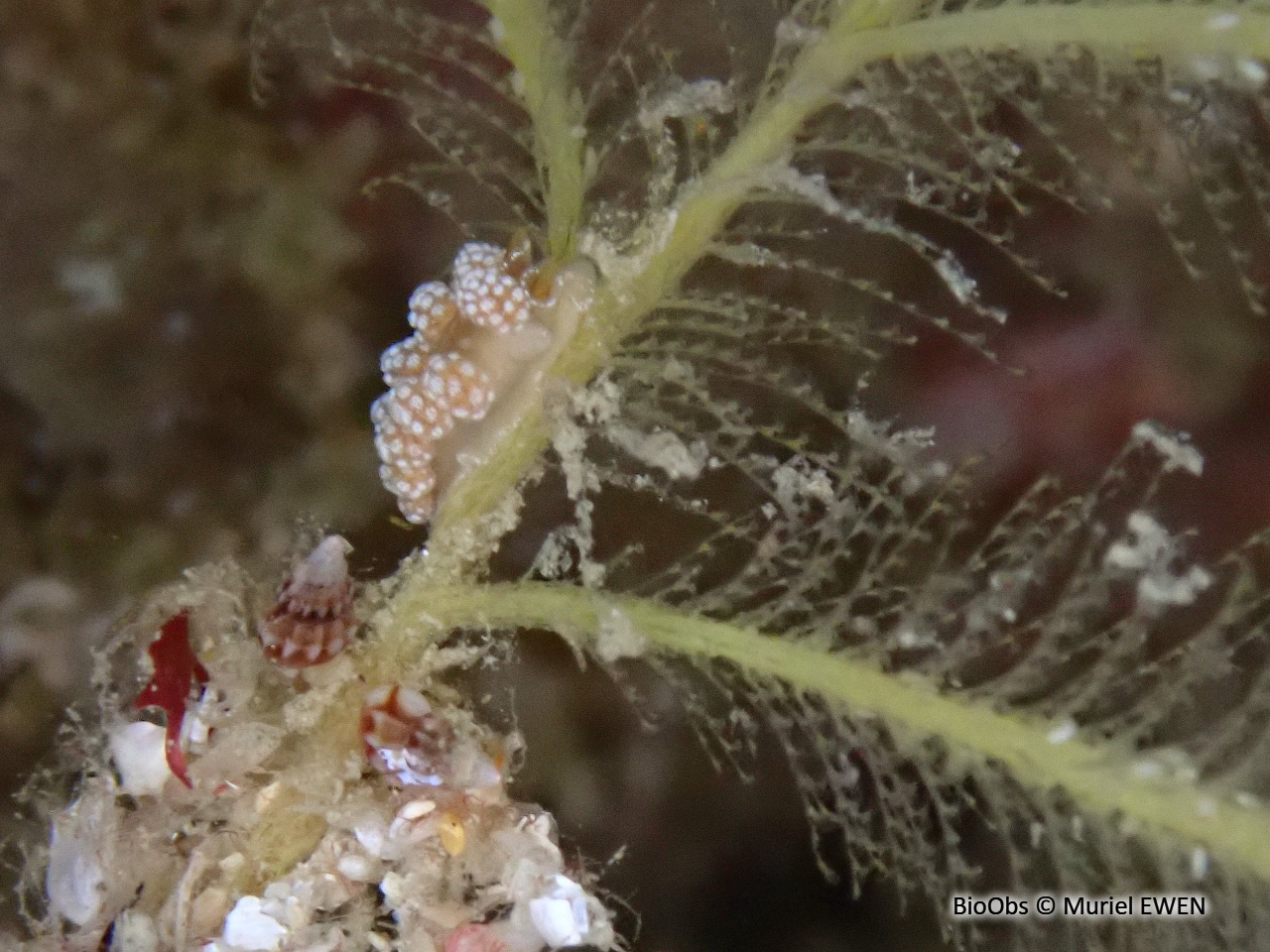 Doto fragile - Doto fragilis - Muriel EWEN - BioObs