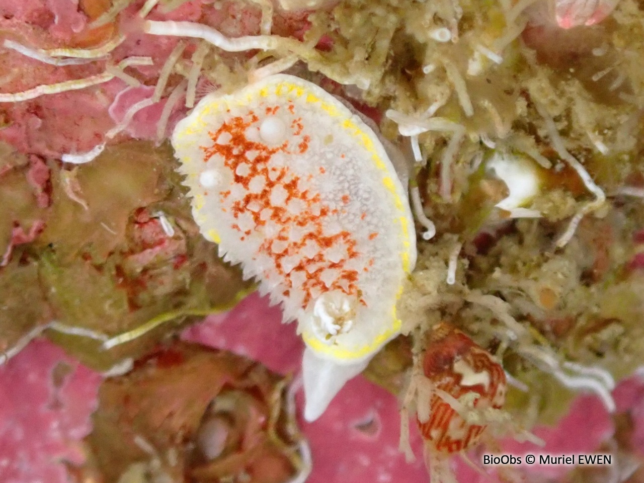 Doris diaphane - Diaphorodoris luteocincta - Muriel EWEN - BioObs
