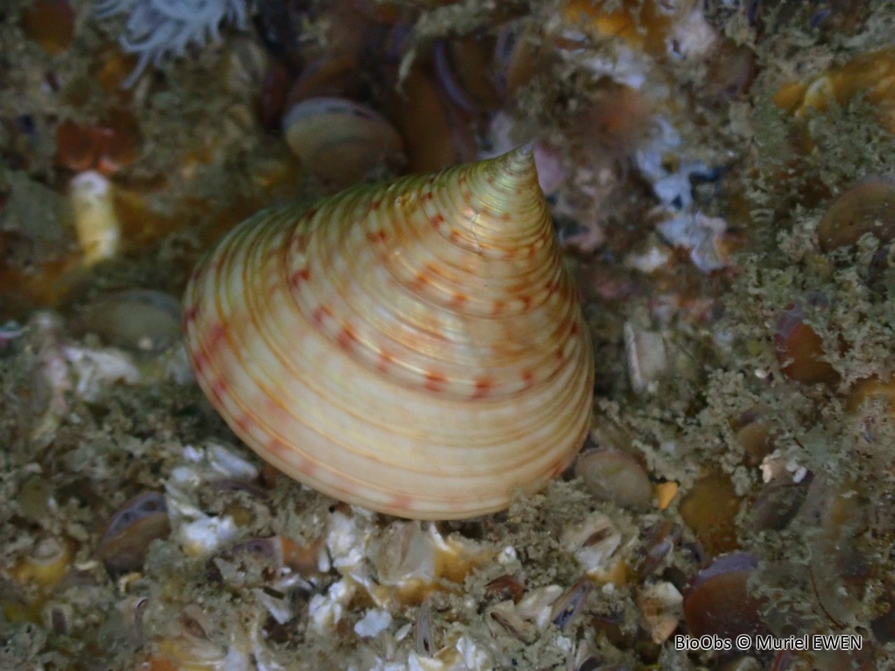 Troque jujube - Calliostoma zizyphinum - Muriel EWEN - BioObs