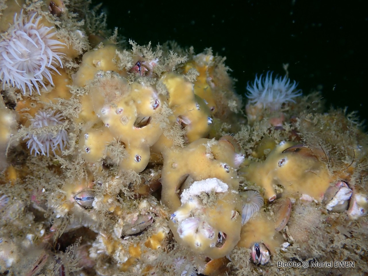 Eponge jaune des balanes - Protosuberites denhartogi - Muriel EWEN - BioObs
