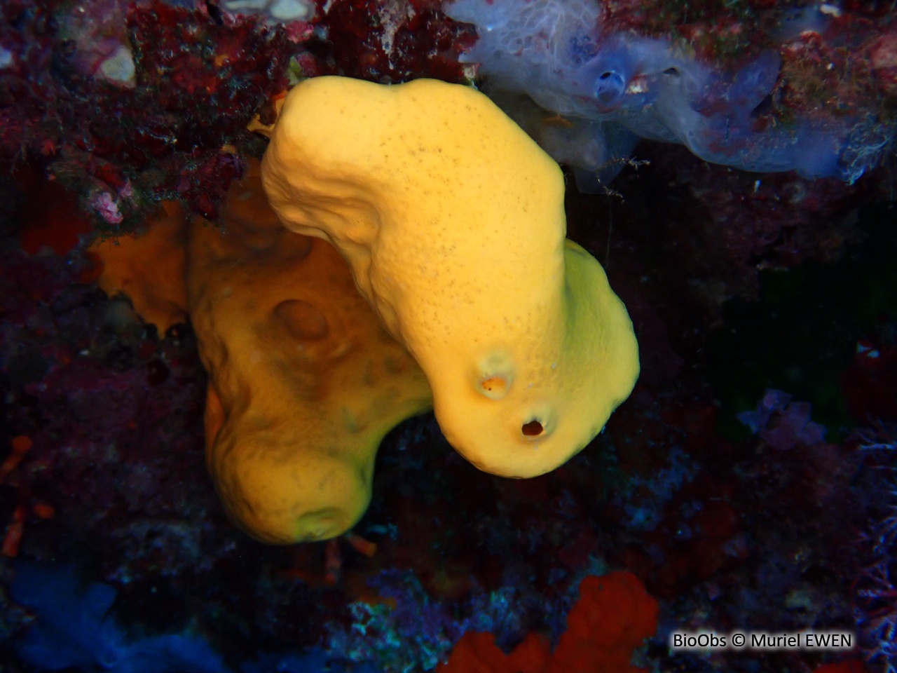 Agelas orangée - Agelas oroides - Muriel EWEN - BioObs